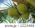 たわわに実ったヤシの実４つ