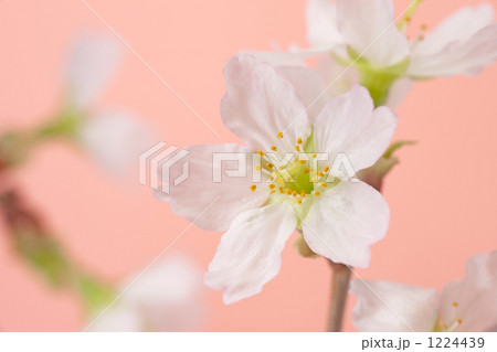 「桜」の写真素材