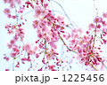 しだれざくら