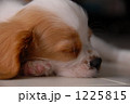 犬 寝顔 キャバリア