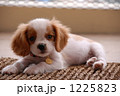 犬 キャバリア 子犬