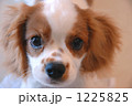 犬 キャバリア 子犬
