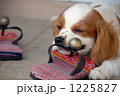 1225827