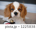 1225838
