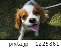 1225861