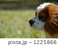 1225866