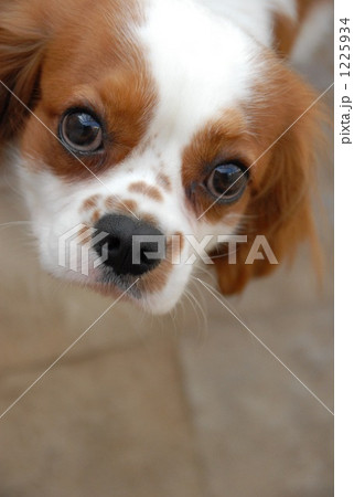 犬 キャバリア 白色