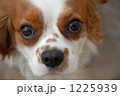 犬 キャバリア 白色