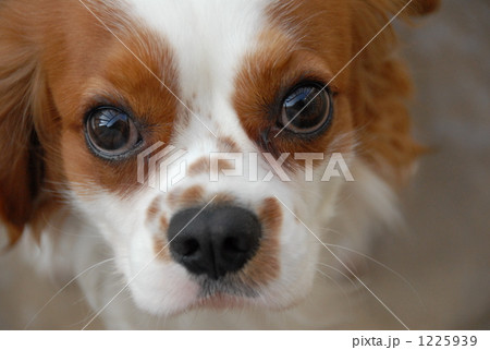 「犬 キャバリア 白色 茶色 」の写真素材