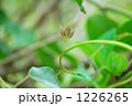 郁子（ムベ）の新芽