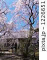 枝垂れ桜