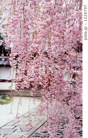 しだれ桜 京都 背景