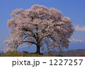 わに塚の桜