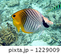 1229009