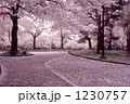 桜満開の公園、花のじゅうたん