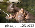 1231032