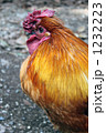 1232223