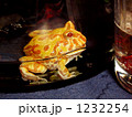 アルビノツノガエル