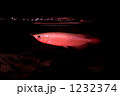 幼魚のアロワナ