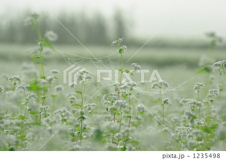 「蕎麦の花とクモの巣」の写真素材 「蕎麦の花とクモの巣」の写真素材