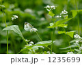 蕎麦の花とシロチョウ