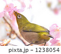 河津桜に目白