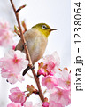 河津桜に目白