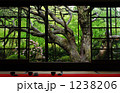 1238206