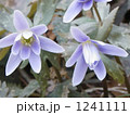 ユキノシタ