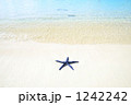 砂浜の上に海星