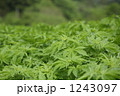 麻