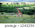キリンの親子