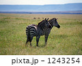 シマウマ