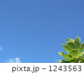 青空とクサトベラ