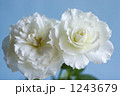 バラ・カルトブランシェ