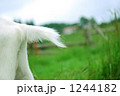 1244182