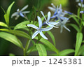 初夏の花、チョウジソウ