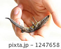 1247658