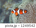 カクレクマノミ