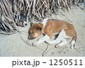 子犬のお昼寝