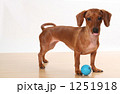 犬３