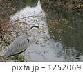 アオサギ