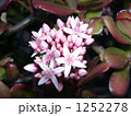 アフリカ原産でも稲毛海岸で花を咲かせたカネノナルキ