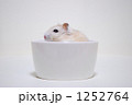 1252764