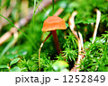1252849