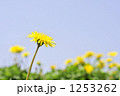 1253262