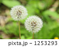 1253293