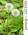 1253295