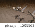 白鳥の羽ばたき