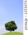 1253474